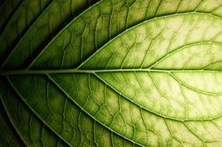 Hydrangea. Vessels of green leaf.