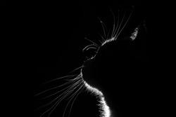 Silhouette of cat