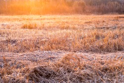 Country landscape with frozen yellow grass and warm sunbeams. Beautiful spring outdoor nature background.
