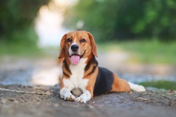 Portrait of beagle dog lying on the ground outdoor in the park.