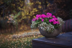 Colorful purple flowers growing in a big vase in a yard or patio outdoors. Beautiful garden petunias blooming in an ornamental decorative pot for landscaping amongst lush plants and autumn leaves.