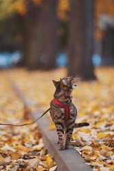 A beautiful bengal cat meowing and walks among yellow leaves on a autumn day. A pet on a walk in nature. Domestic angry cat walking on a leash in the fall park. Sweet pet wandering outdor adventure.