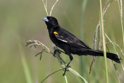 Male White-winged Widowbird perched on grass stalk with blurred background