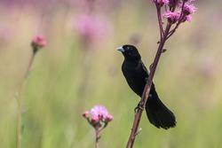 Male White-winged Widowbird perched against clear background with purple spring flowers. 