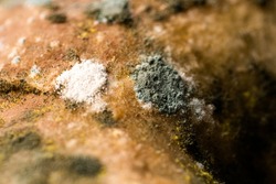 Natural background of a mold with a macro. Mold on food increase in fruit. Shades of green on mold. The texture of toxic green mold with dark green and white-orange spots.