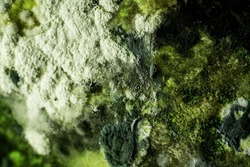 Texture of toxic dark green mold with gray spots. Natural shape background with macro. Shades of green on mold. Mold on food.