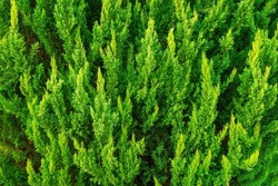 Green Hedge of Thuja Trees. Thuja green natural background. Thuja texture. Cypress, juniper.