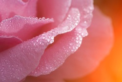 Beautiful rose flower with drops of dew