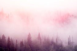 Forest in the pink  mist at sunrise