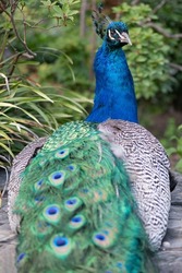 Beautiful colours of a peacock on display