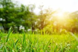 Natural green grass in a park. Seen in close up view with tall trees in background with sunlight. Focus on front grass. Nature background and wallpaper concept.
