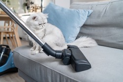 Close up hands of woman vacuuming dust and fur on sofa from little cat. Attractive beautiful female using vacuum cleaning, doing housework and chores in living room and enjoy her pet animal at home.