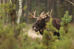 Mammal - moose (Alces alces)