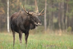 Alces alces (Moose) mammal, elk