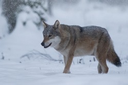 Beautiful Grey wolf in snow 