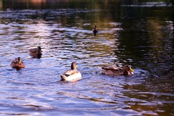 A picturesque pond in the summer Park. A flock of ducks feed on bread