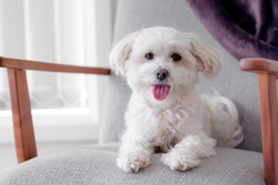 Portrait of a cute Maltese cross shiatsu female dog sitting on a couch  