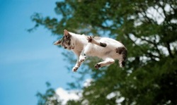little white and gray cat, falling from the blue sky, as if flying.