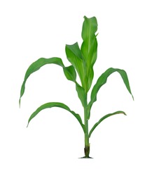 Corn plant isolated on a white background with clipping paths for garden design.A popular grain crop that is used for cooking or processing as animal food.