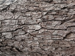 Old tree bark with beautiful patterns for graphic design or wallpapers.Natural background in abstract style.