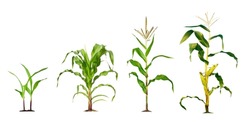 Corn plant  growing isolated on white background for garden design. The development of young plants, from sequence to tree, ready to be harvested. Agriculture for the food industry.