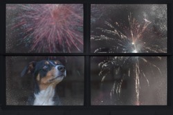 Dog looks out the window and watching the fireworks, appenzeller sennenhund 