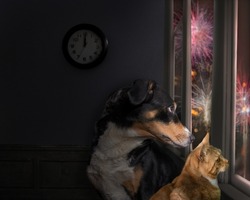 Dog and Cat looks out the window and watching the fireworks