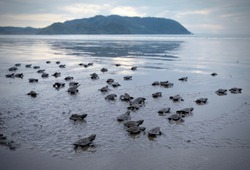 Many turtle hatchlings making their way to the ocean in Costa Rica.  