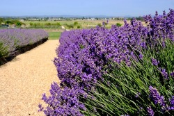 Purple Lavender in a labyrinth.  Narrow depth of field offers near focal composition along the walking path. 