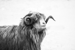 Black and white photograph of a ram in winter