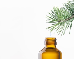 Drop of pine needle essential oil falling from conifer tree branch into bottle. Aromatherapy and essential oil, herbal extract, ingredient for natural cosmetics, alternative medicine concept.