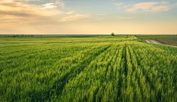 Beautiful green wheat field in countryside photographed in golden hour.