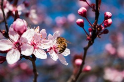 Honey Bee on cherry blossom tree, spring time, murch, beekeeping. Close up.