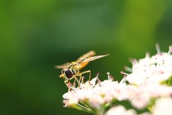 Hoverflies sitting on flower, flower flies, syrphid flies, Syrphus ribesii