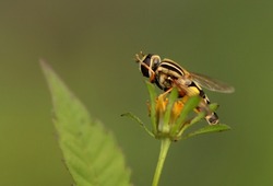 Hoverflies cleans his eyes, flower flies, syrphid flies, Syrphus ribesii
