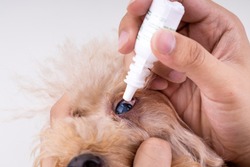 Closeup on finger applying eye drop onto dog eye with cataract problem