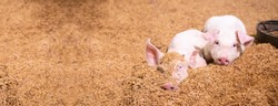 Two pigs sleep on the golden husk. In an organic rural farm argiculture  livestock industry .panorama image
