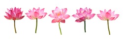 set of Lotus flower on white background