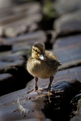 Baby duck standing on stony shore with all these stones as background