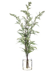 Artemisia vulgaris (common mugwort or riverside wormwood) in a glass vessel with water