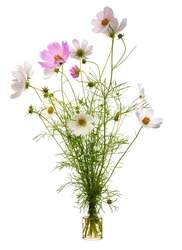 Cosmos bipinnatus (garden cosmos or Mexican aster) in a glass vessel with water
