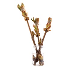Leaves of spring shoots on chestnut branches in a glass vessel with water