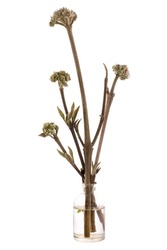 Spring shoots Sambucus nigra_ (black elder or European elder) in a glass vessel with water
