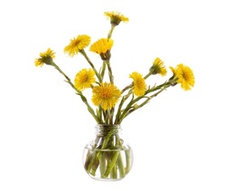 Tussilago farfara (coltsfoot) in a glass vessel with water