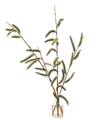 Salix babylonica (Babylon willow or weeping willow) in a glass vessel with water
