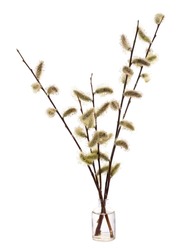 Salix cinerea (common sallow or rusty sallow) in a glass vessel with water