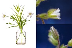 Rabelera holostea (stellaria holostea or greater starwort) in a glass vessel with water