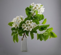 Blossoming branch of a pear tree in a glass vessel with water