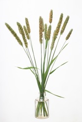 Alopecurus (foxtail grass) in a glass vessel with water