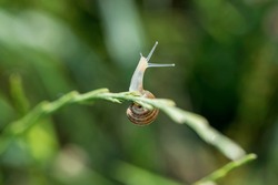 A  little snail on a green plant, close up, macro photography